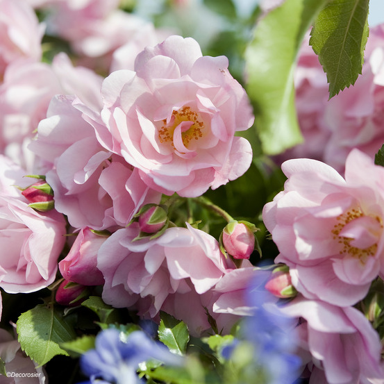 Rosier decorosiers® 'mareva'® pot de 2l/3l