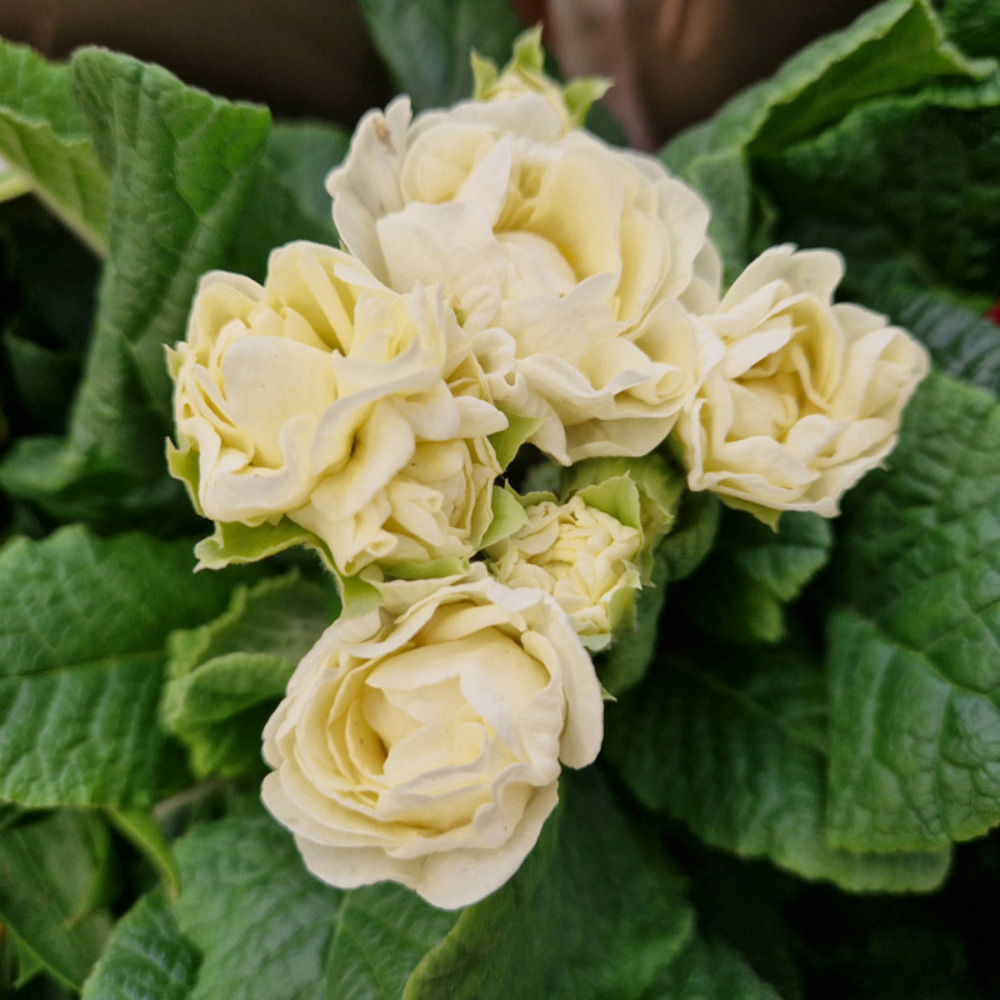 Primevère double belarina 'cream' pot de 10.5 cm