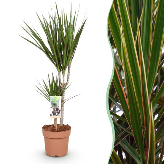Dracaena marginata - plantes d'intérieur