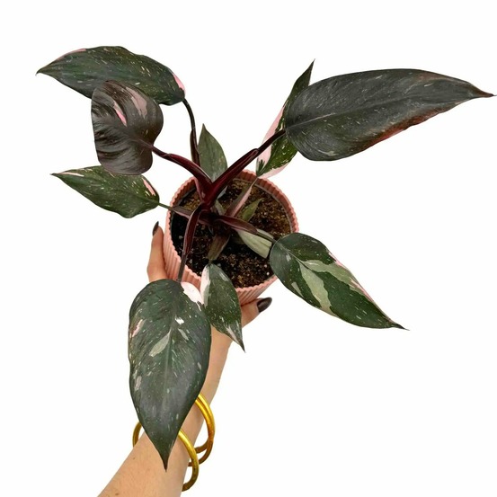 Philodendron pink princess - pot de 9cm