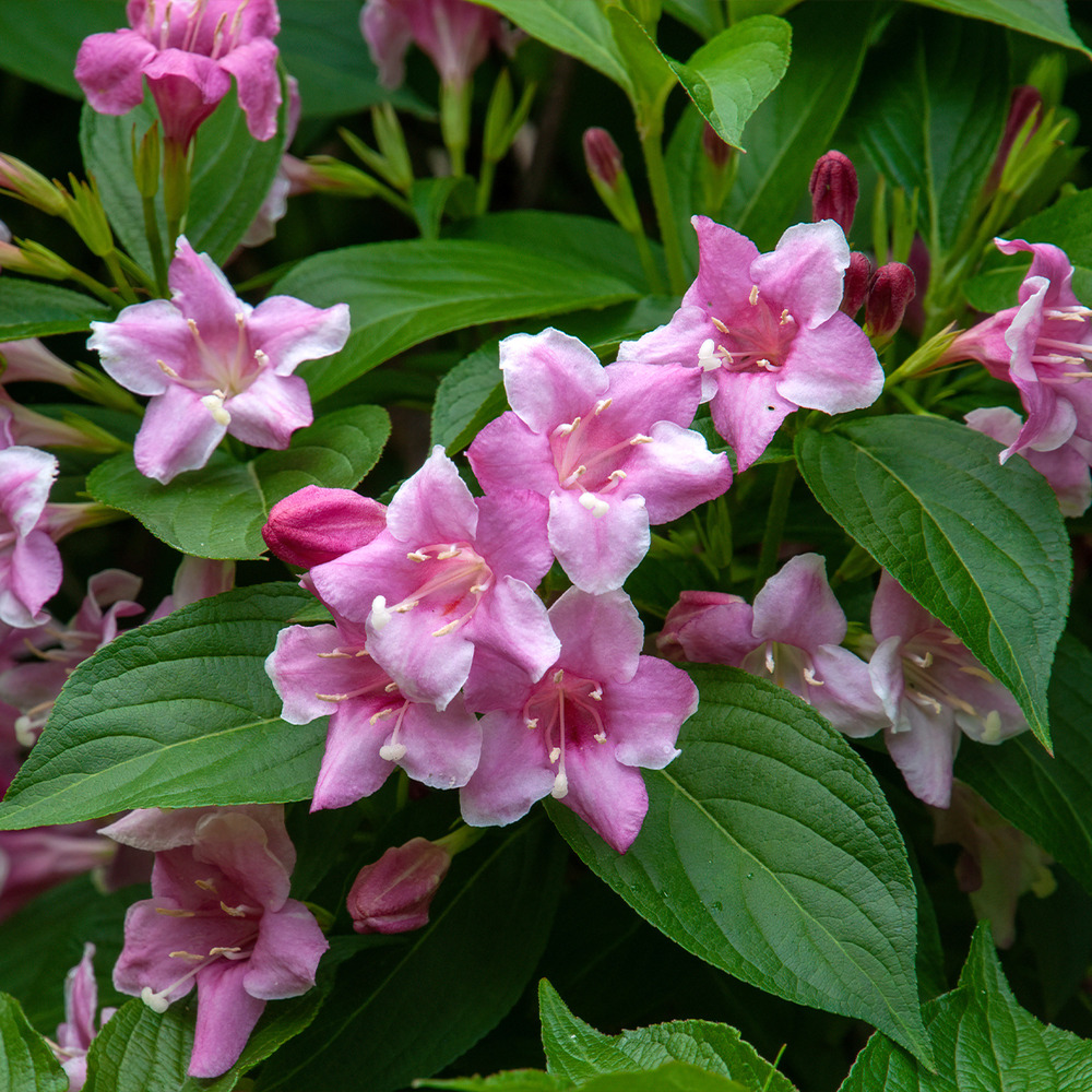 Weigela 'korea' pot de 2l/3l