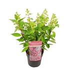 Casserole d'hortensia. 'magical vesuvio'® – hortensia plume – arbuste – rustique- ⌀19 cm - ↕40-50 cm
