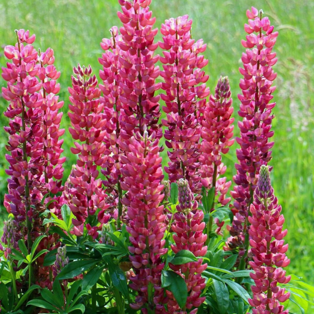 Lupin les pages godet - 5/20 cm