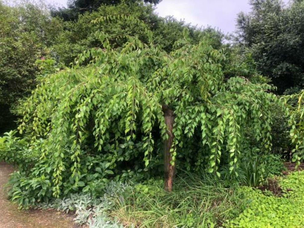 Salix caprea pendula kilmarnock c15l 1/2 tige