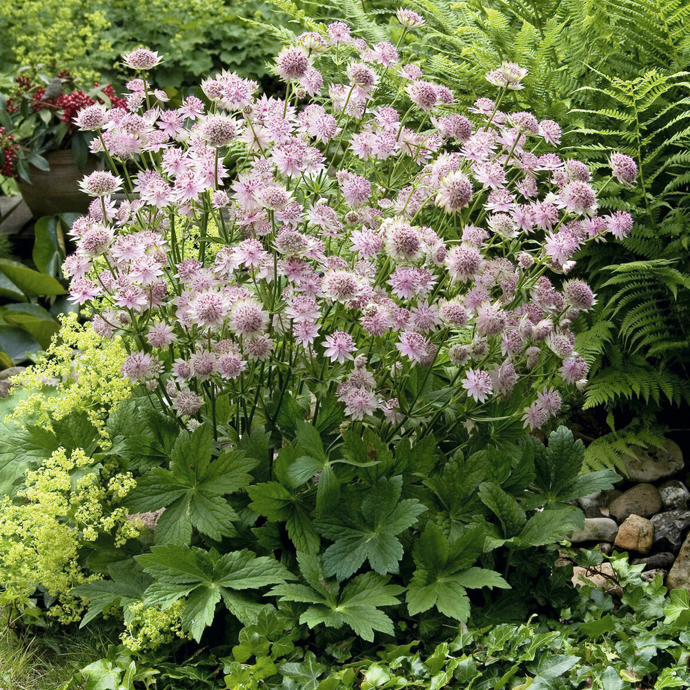 Grande astrance buckland - le pot / ø 9cm