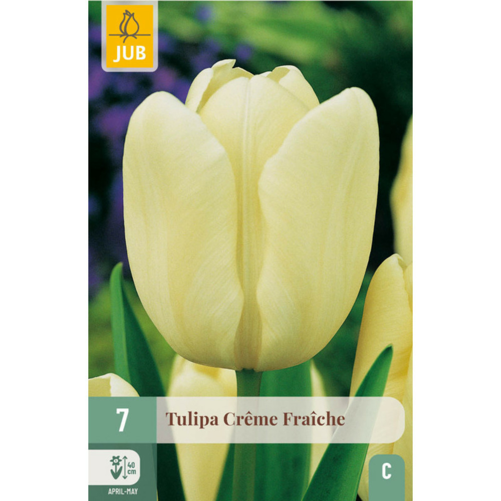 7 bulbes tulipes crème fraiche