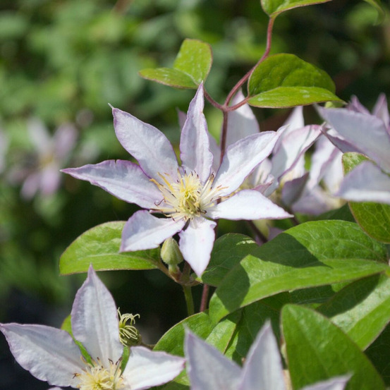 Clématite samaritan jo™ 'evipo075' pot de 1,5l - tuteur bambou 30/60 cm