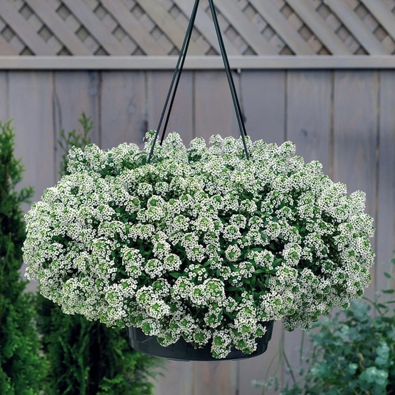 Alysse odorante 'snow crystals' mini-motte ø 1,5/2,5 cm (par 5)