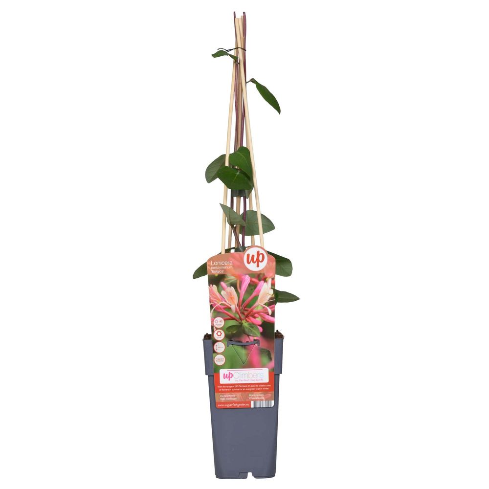 Lonicera periclymenum 'belgica' - h65 cm - ø15 cm - plante d'extérieur