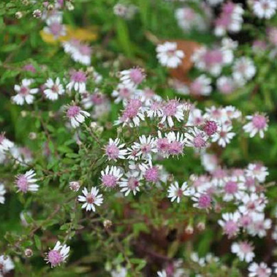6 x aster d'automne - aster lateriflorus 'horizontalis' - godet 9cm x 9cm