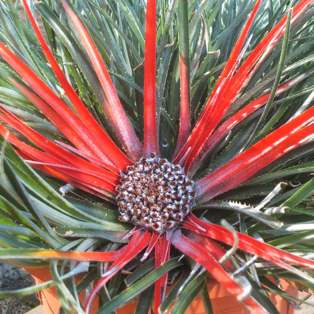 Fascicularia bicolor pot de 2l/3l