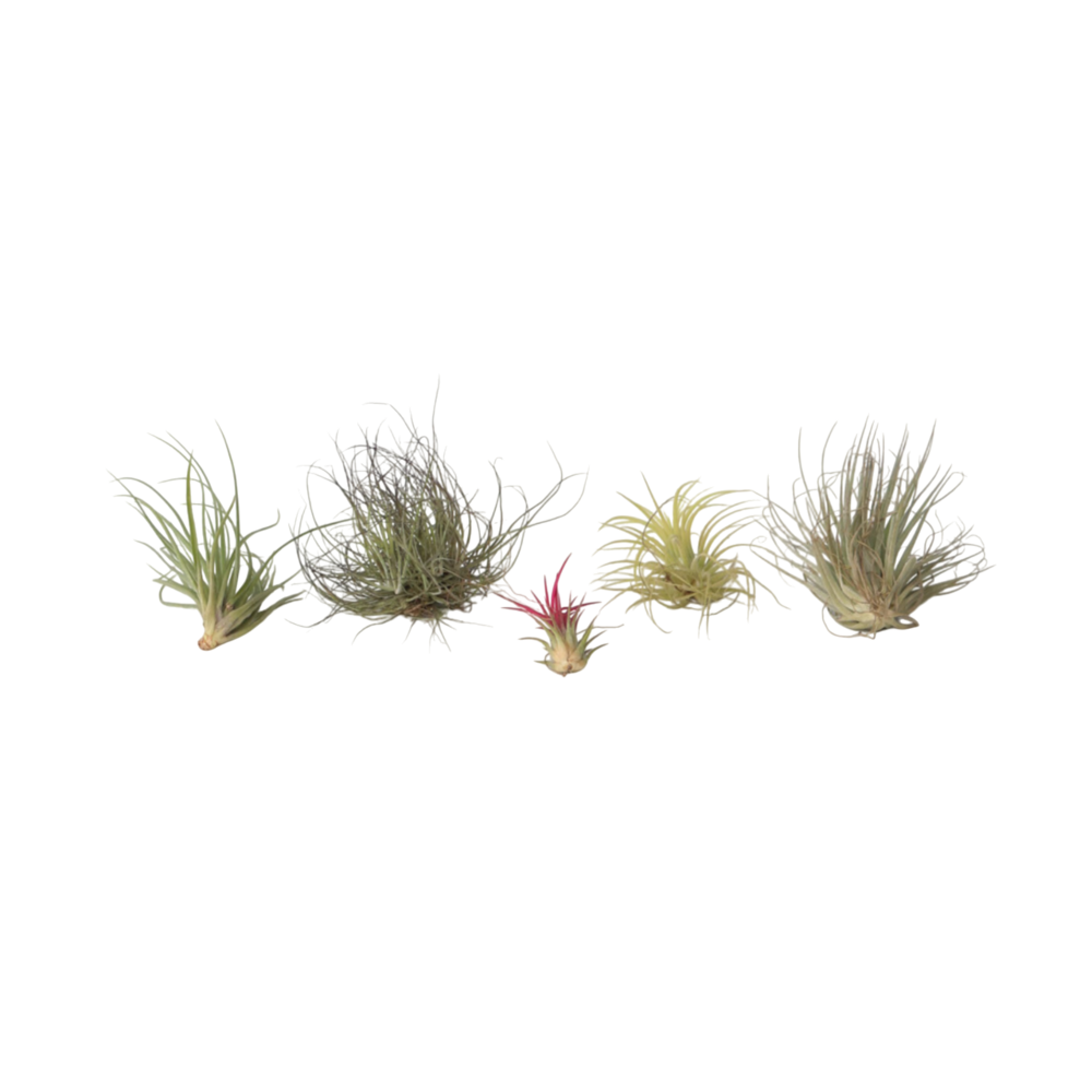 Plante aérienne - set de 5 - tillandsia - hauteur 5-15cm - ⌀5cm