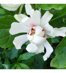 Arbre pompadour 'venus' pot de 7,5l/10l