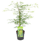 Acer palmatum 'emerald lace' – érable du japon – arbuste - rustique – ⌀19 cm - ↕60-70 cm