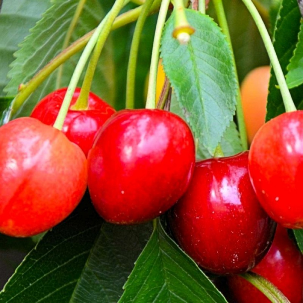 Cerisier 'Bigarreau Napoleon'