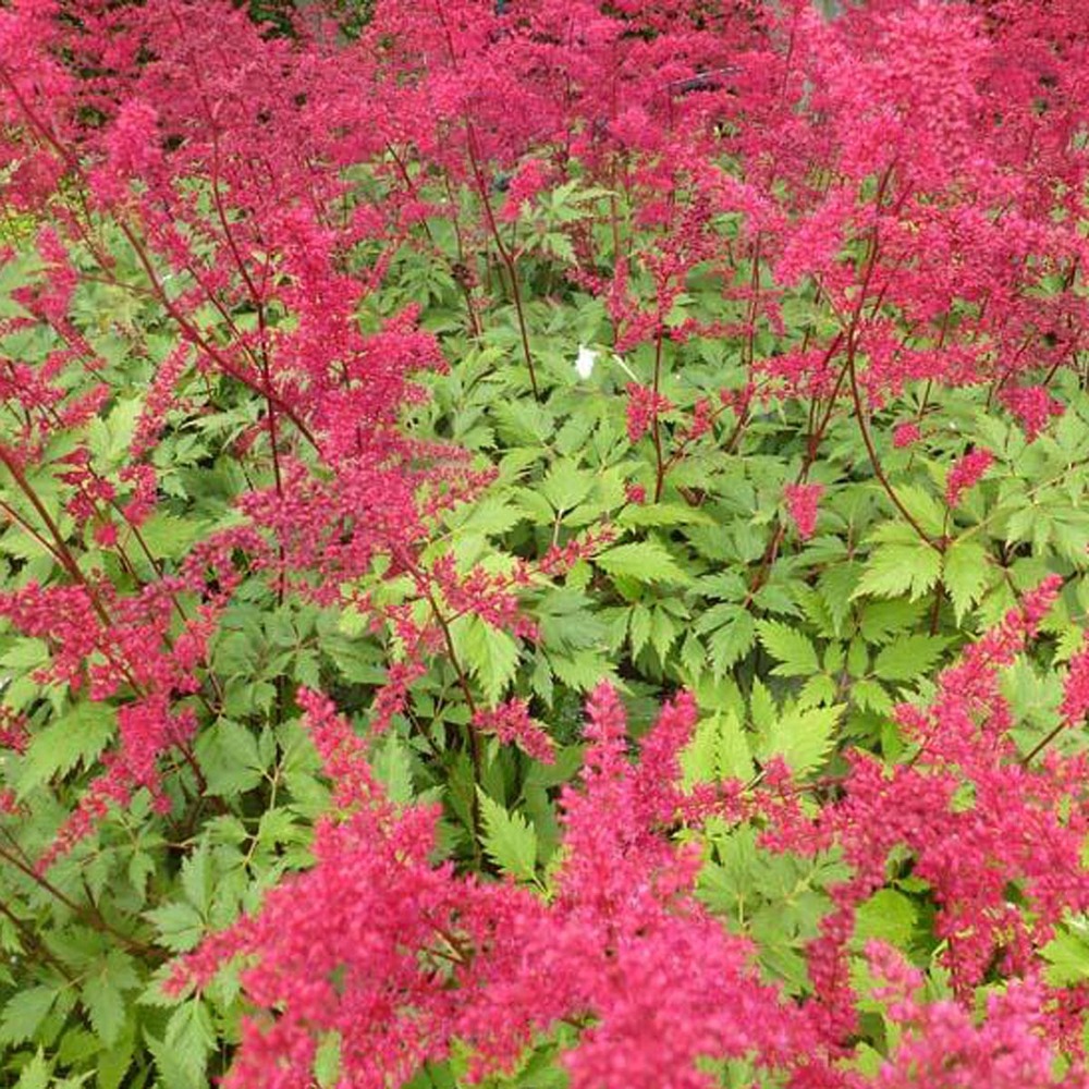 Astilbe d'arends 'spinell' godet de 8/9 cm