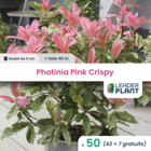 50 x photinia pink crispy en godet