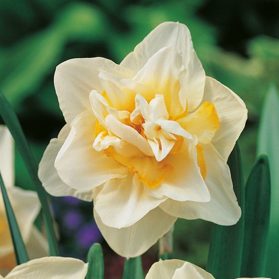 Narcisse white lion - 5 bulbes