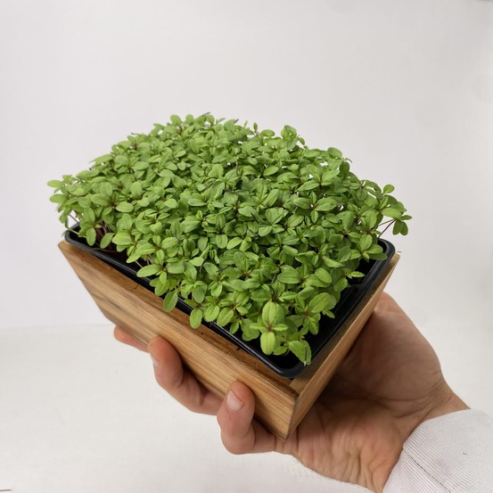 Graines de micro pousses de tagète marigold (œillet d’inde)