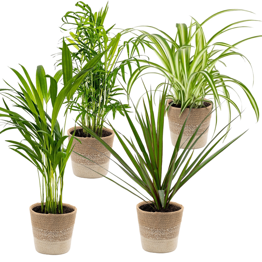 Lot de 4 - mélange dépolluant - dracaena - dypsis - hauteur 20-40 cm - panier en jute 12 cm