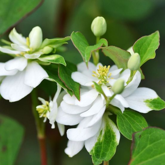 Houttuynia 'flore pleno' godet de 8/9 cm
