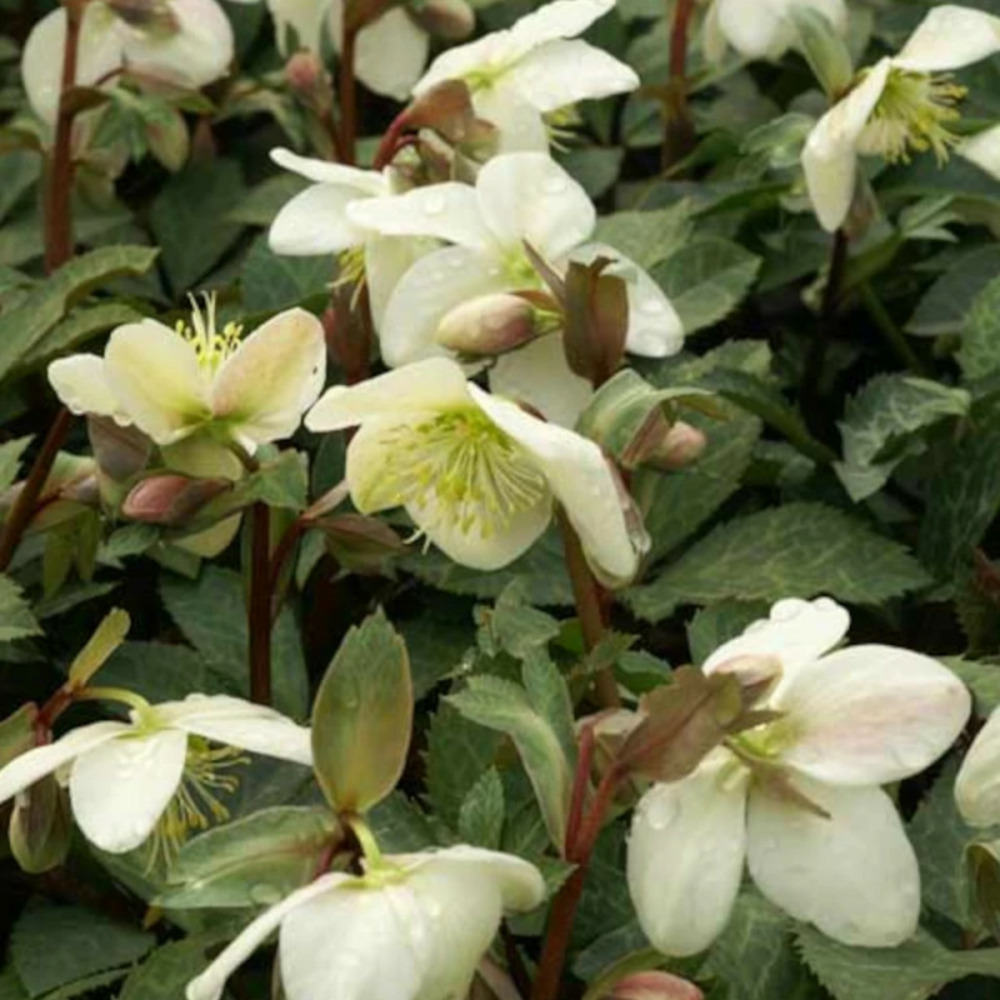 Hellébore magic leaves godet - 5/20 cm