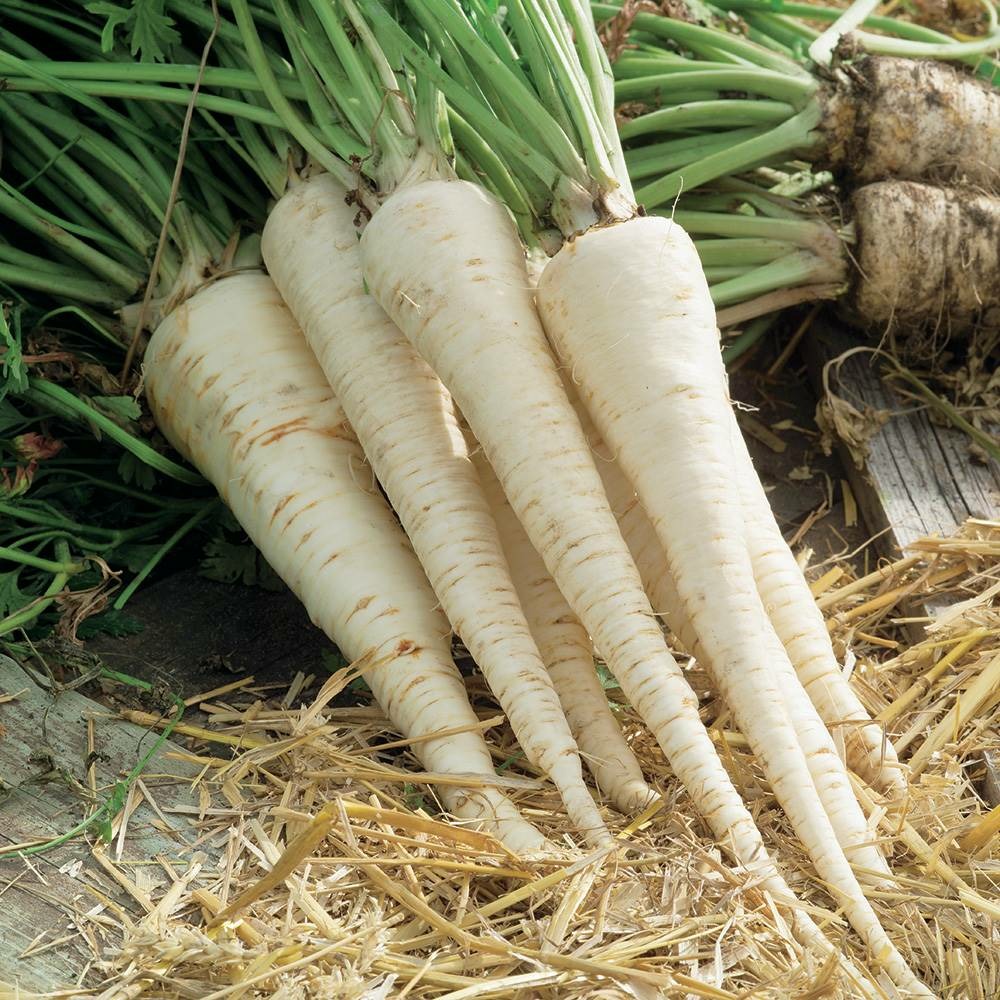 Persil a grosse racine - 5 g