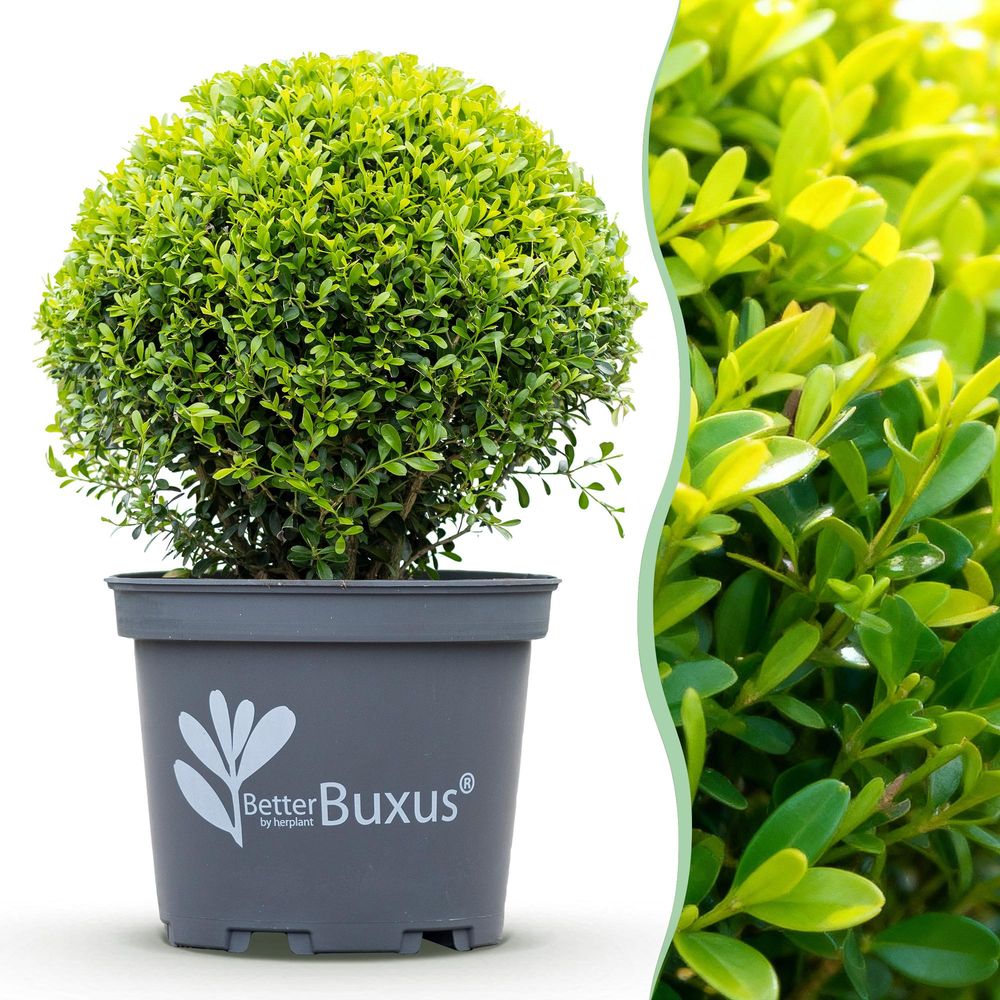 Buis - pot 26 cm - hauteur 30 cm