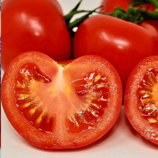 Plant de tomate as de coeur type coeur de boeuf lot de 3 godets