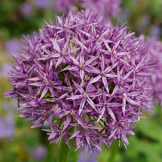 Mélange de 15 - allium purple sensation - look - oignon ornemental - pousse jusqu'à 70-90 cm