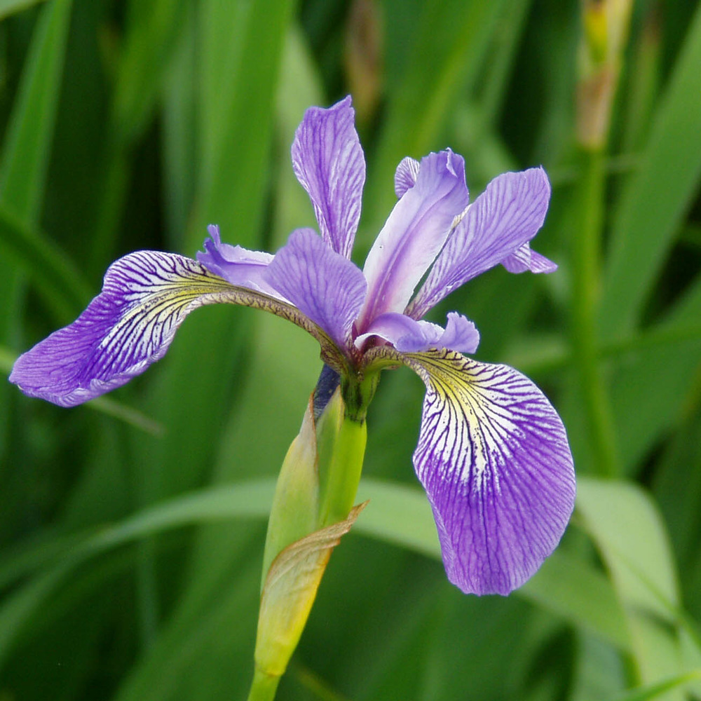 Iris versicolor godet de 8/9 cm