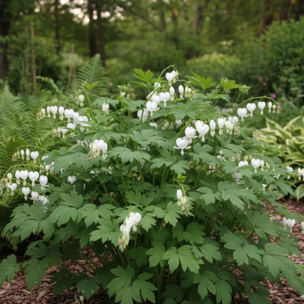 Coeur de marie blanc, dicentra lot de 3 godets