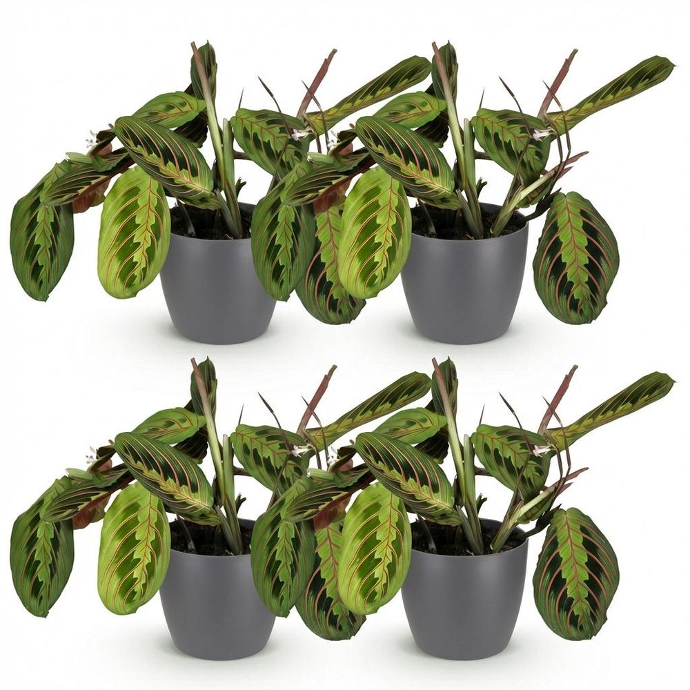 Maranta fascinator tricolour - pet-friendly - pot de 12cm - hauteur 25cm