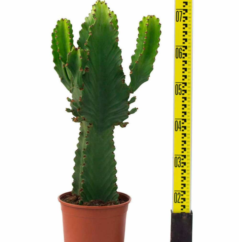 Euphorbia ingens 'candelabrum' pot de 25l - 80/100cm