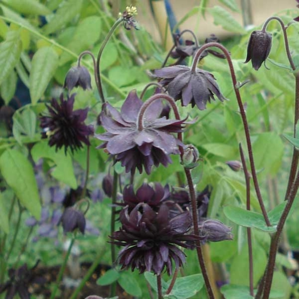 Ancolie des jardins 'black barlow' godet de 8/9 cm