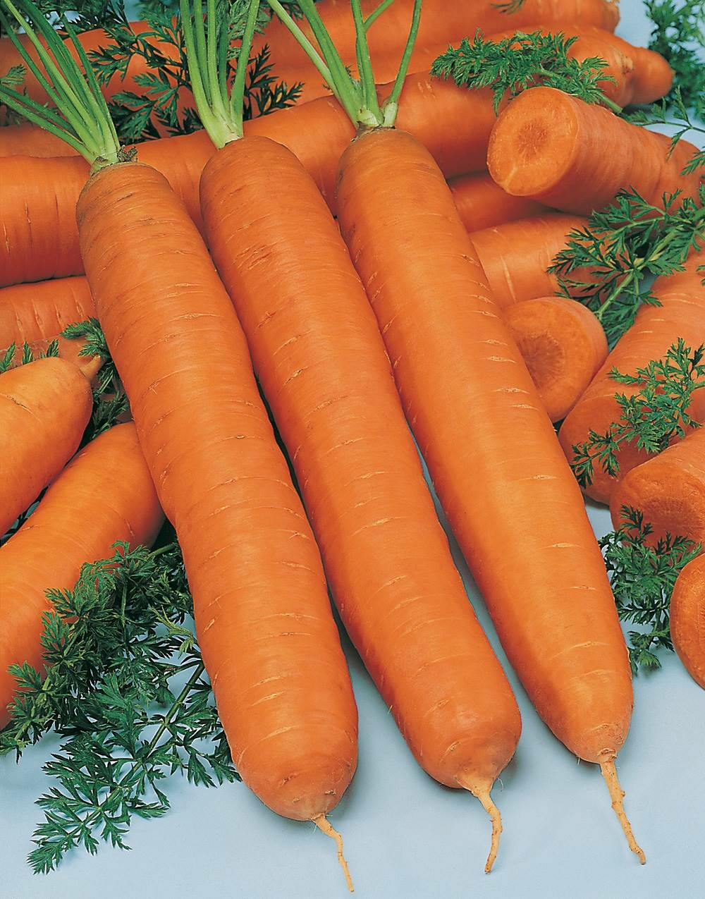 Carotte maestro hf1 - 2000 graines