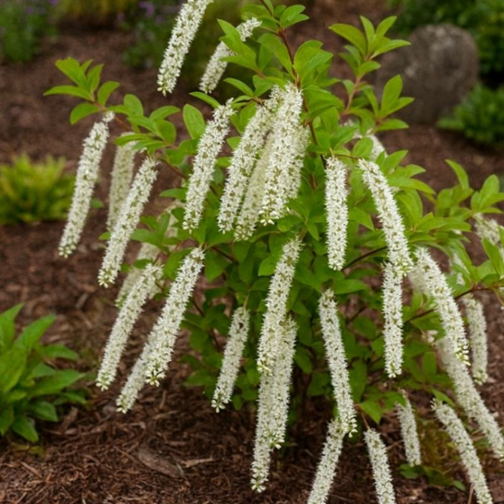 Itéa de virginie 'henry's garnet' (itea virginica 'henry's garnet')