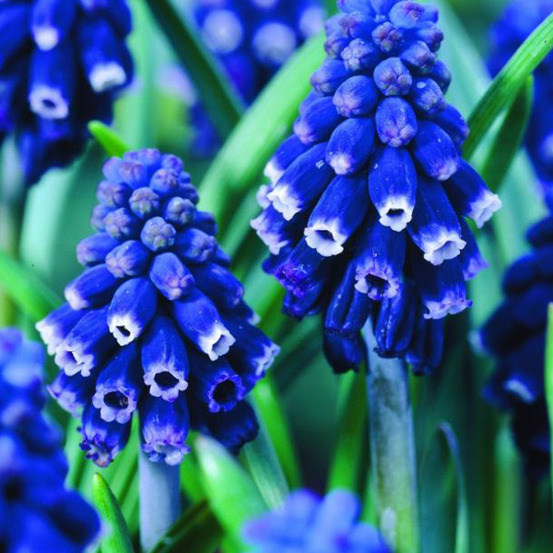 10 x muscari neglectum (muscari racemosum) - bulbes à fleurs de printemps