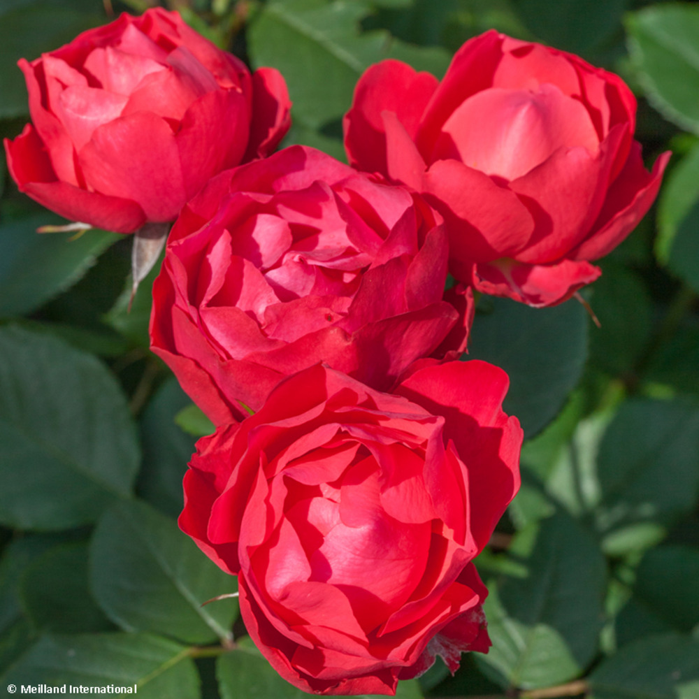 Rosier à massif 'cherry bonica' pot de 4l/5l