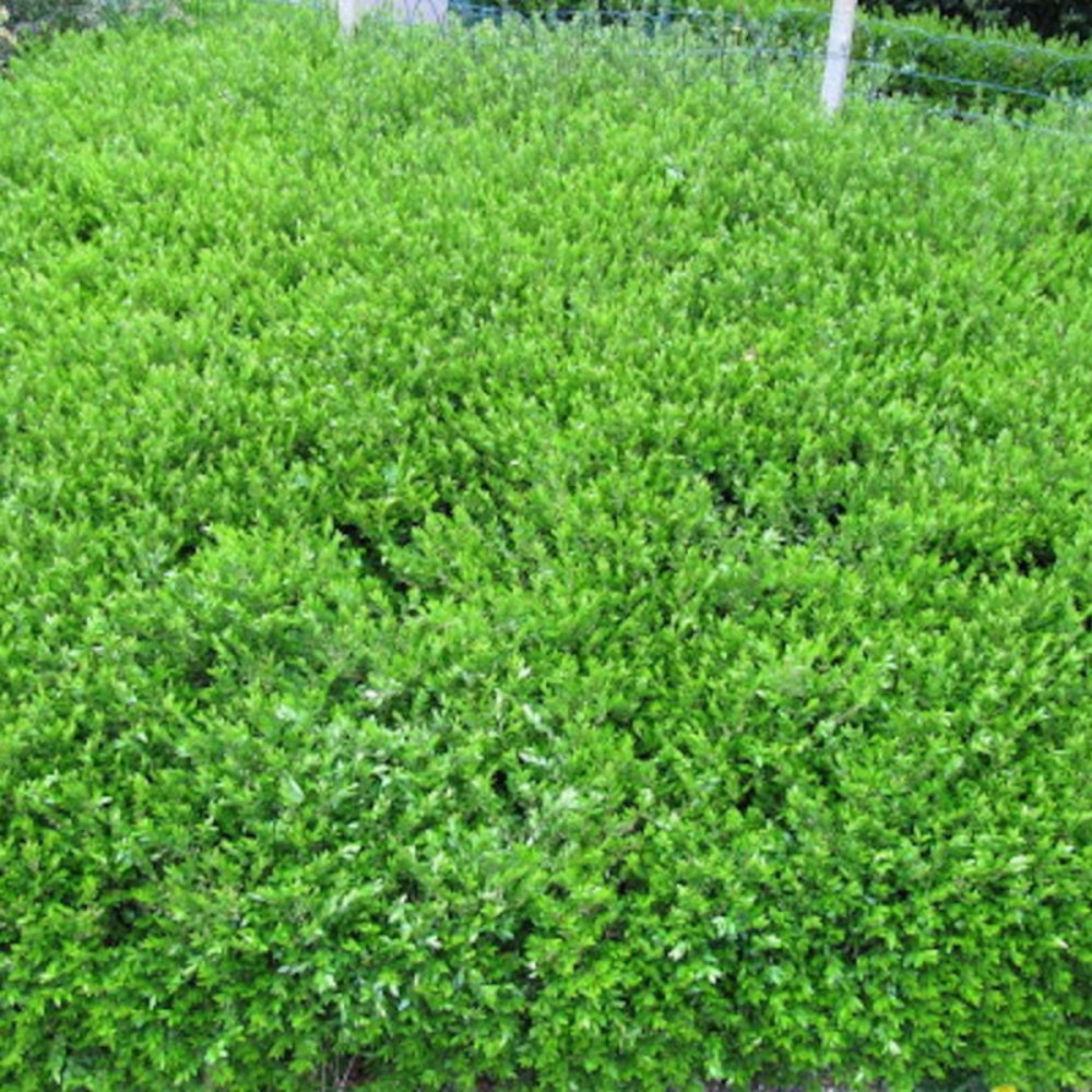 Chèvrefeuille à cupule pileata, lonicera pot de 3l - 20/40 cm