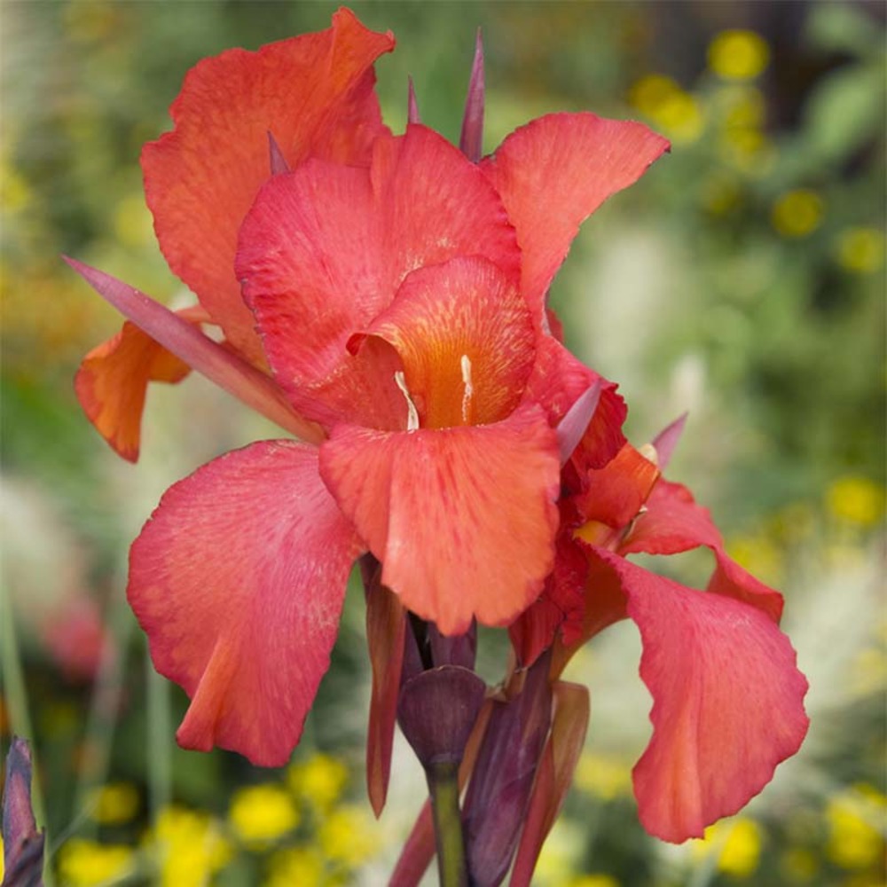 Canna indica 'brown leaf red king humbert' bulbe calibre i (par 3)