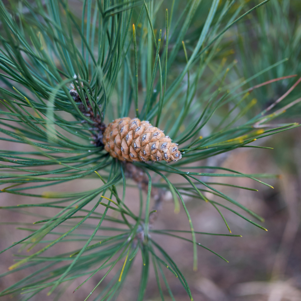 Pin noir lemon pearl - pinus nigra lemon pearl tige 20cm pot 6l