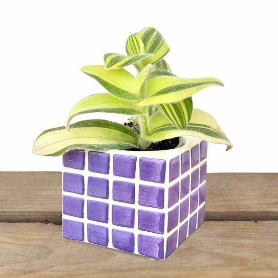 Cache-pot