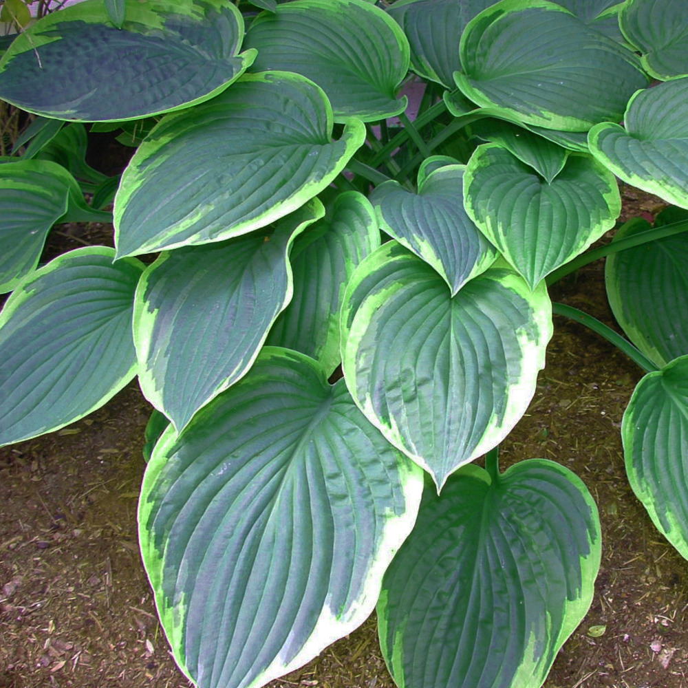 Hosta 'el nino' godet de 8/9 cm