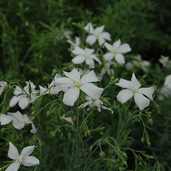6 x lin vivace 'diamant' - linum perenne 'diamant' - godet 9cm x 9cm