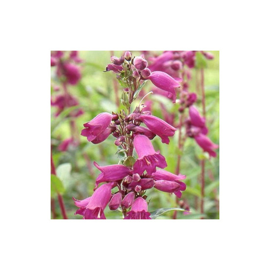 Penstemon pen purple lot de 5 godets
