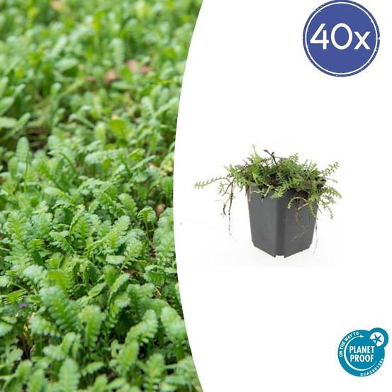 Leptinella squalida x40 – entre 2,5 et 3,33m2