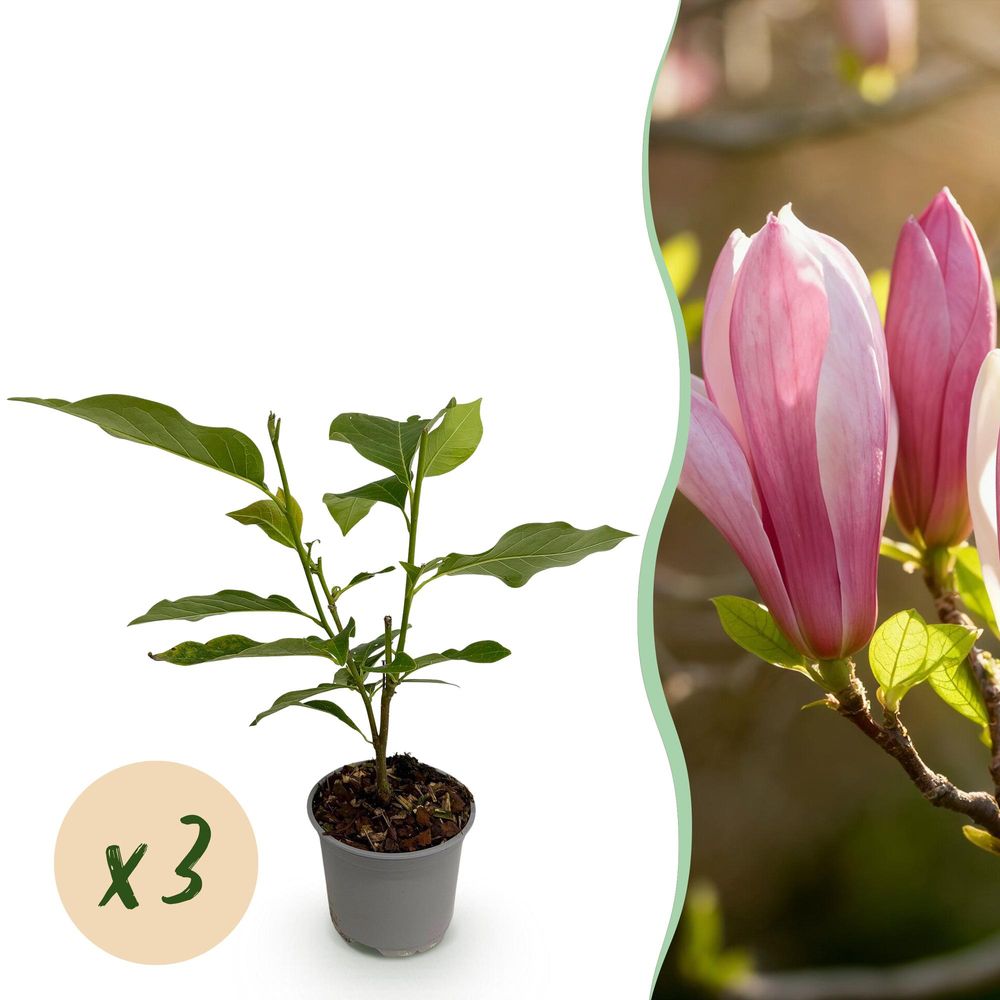 Magnolia 'ricki' - lot de 3 - pot 12 cm - hauteur 30 cm