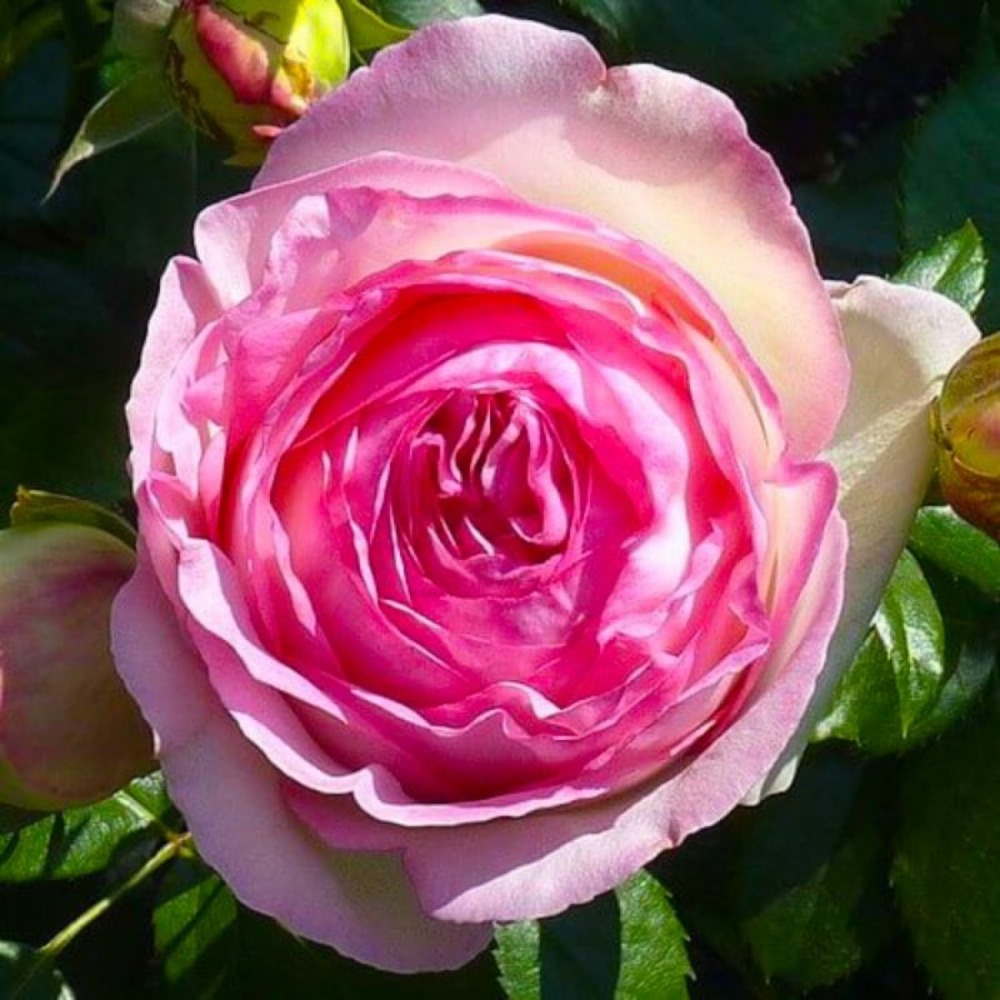 Rosier Grimpant 'Pierre de Ronsard®'…