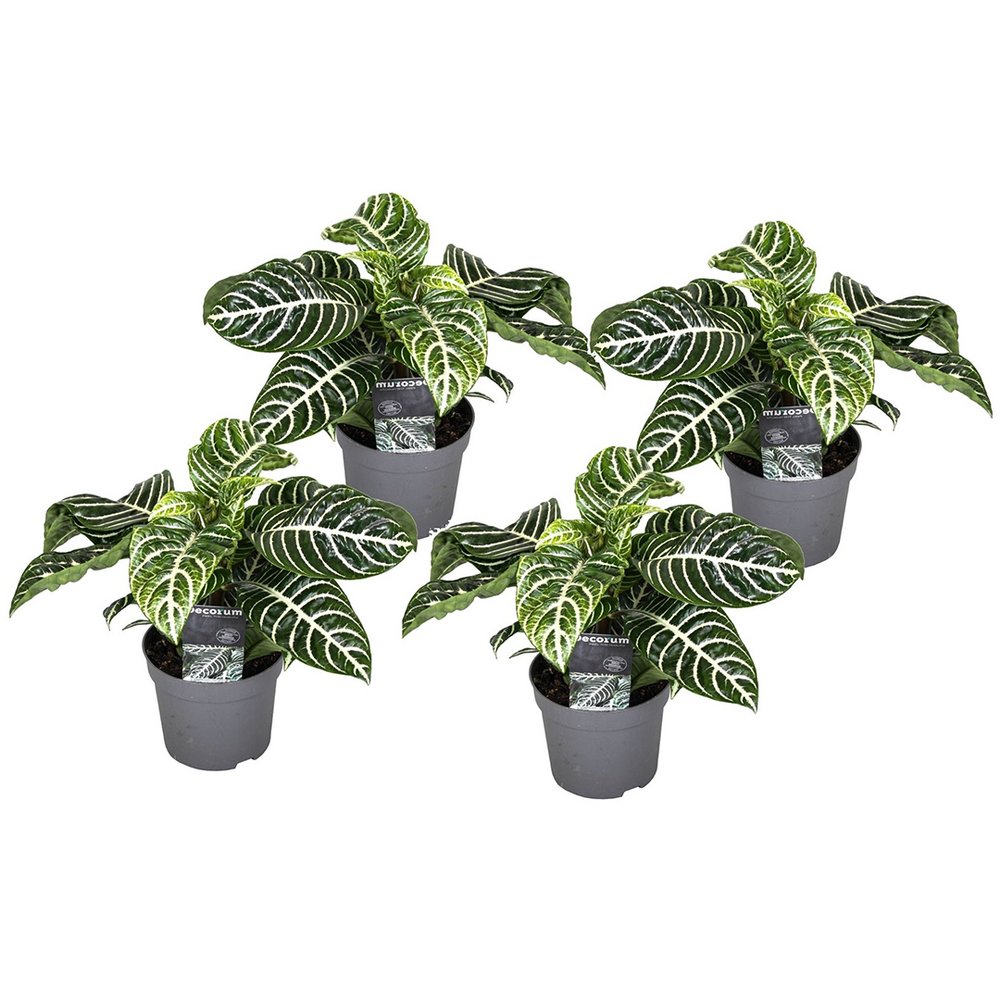 Plante à feuilles panachées - set de 4 - aphelandra botanica - h25-45cm - ⌀13cm